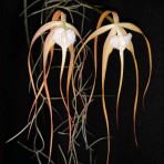 Brassavola cucullata-Flowering Size